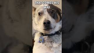 I Taught My Dog To Play Destiny 2 The Final Shape destiny2 destiny2memes [upl. by Ceciley]