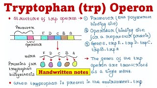 Trp Operon  Principle and Mechanism [upl. by Nethsa207]