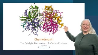 Chymotrypsin the catalytic mechanism of a serine protease [upl. by Laaspere]