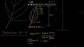 Calculating Magnification Scientific Drawing CXC CSEC Biology Integrated Science [upl. by Eecart49]