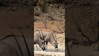 Oryx at Etosha National Park Namibia [upl. by Bibbie]