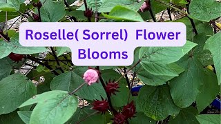 How To Grow Red Sorrel hibiscus Roselle In Pots containers [upl. by Yenalem]