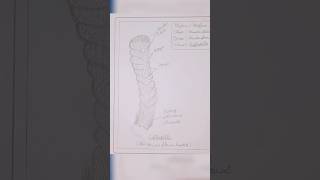 draw euplectella drawing stepbysteptutorialytshorts shorts shortyoutube youtubeshortsdiy [upl. by Ayenat463]