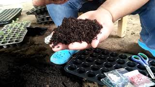 How to germinate vegetable seeds [upl. by Haiasi726]