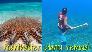 Removing Crown of Thorns Starfish  Coral reef killers Scientific nameAcanthaster planci [upl. by Einaffyt]