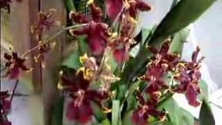 Oncidium  Colmanara Wildcat Orchid Care [upl. by Eladnor514]