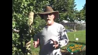 Summer Pruning Fruit Trees 2013 [upl. by Eddra785]