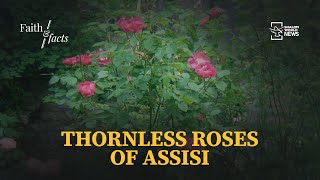 Thornless Roses of Assisi  Faith amp Facts [upl. by Denten]