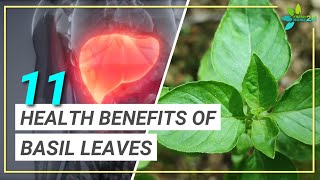 11 Incredible Health Benefits of Basil Leaves You May Not Have Known [upl. by Nirb]