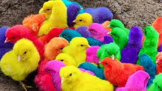 Menangkap ayam lucu ayam warna warni ayam rainbow bebek angsa ikan hias ikan cupang Kelinci [upl. by Aksel]