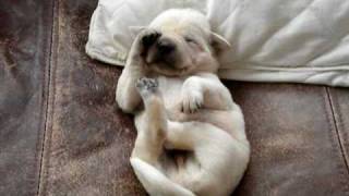 Lab Puppy Dreaming  Stofers Labs [upl. by Ivetts]