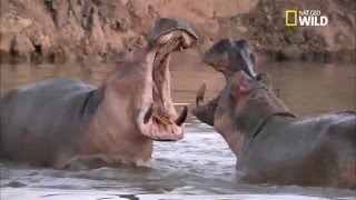 Un combat de poids lourds entre hippopotames [upl. by Hashimoto]