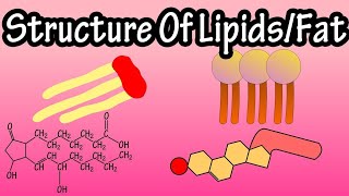 Lipids structure classification types and function Acylglycerol Phospholipids waxes steroids [upl. by Yelsnya683]