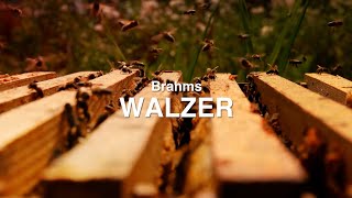 BRAHMS Walzer Nr 15 ADur 🎹 4 Hände 🎹 NATURE amp CLASSICS  Best of Klassik die man hören muss [upl. by Eelahc]