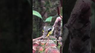 Hawk Moth Caterpillar  Master of Snake Mimicry shorts shortsvideo hawkmothcaterpillar [upl. by Hicks]