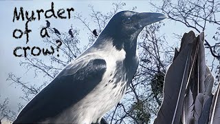 Murder of a crow Befriending A Crow 31 [upl. by Erroll899]