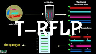 TRFLP  Terminal Restriction Fragment Length Polymorphism [upl. by Zilada]