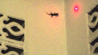 Gecko vs Laser Pointer [upl. by Will224]