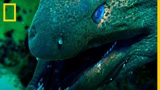 MORENAS vs TIBURONES Grandes depredadores cazados  National Geographic en Español [upl. by Airot]