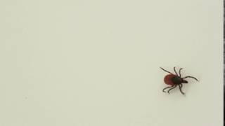 Blacklegged Tick [upl. by Towroy]