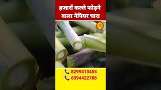 Best napier grass seed in india  napier grass stick  best napier ghas  shortsvideo viral [upl. by Ecerahc]