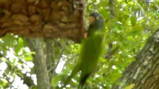 WILD PARROTS WORKING ON A NEST [upl. by Barker]