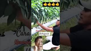 Cara menanam cabe hidroponik pertanian petani tanaman hidroponik berkebun feedshort [upl. by Ahsats69]