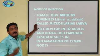 FILARIASIS  TAMIL  ELEPHANDIASIS  LYMPHOEDEMA  HUMAN HEALTH AMD DISEASES  STD 12  TNSCERT [upl. by Aitselec344]