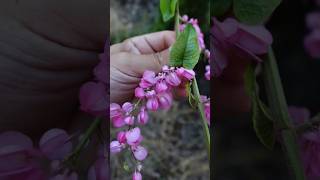 San Miguelito 𝐴𝑛𝑡𝑖𝑔𝑜𝑛𝑜𝑛 𝑙𝑒𝑝𝑡𝑜𝑝𝑢𝑠 plantas naturaleza jardin campo flores rancho botánica [upl. by Mezoff243]