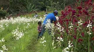 Floricultores de Catarina cubrirán altas demandas por el Día de los Difuntos [upl. by Christa366]