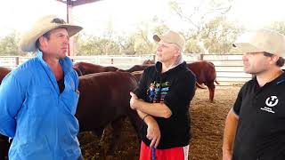 Lets get rural A cattle station in Deniliquin NSW [upl. by Isa]