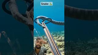 fishing diving fish underwater snorkeling greensnakes kingsnake facts greensnake [upl. by Cinamod]