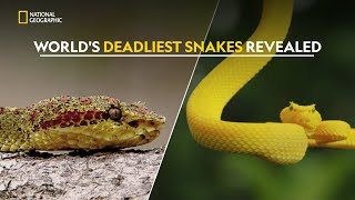 Ranking the Deadliest Snakes  हिंदी  Full Episode  S1  E3  Nat Geo Wild [upl. by Kersten]