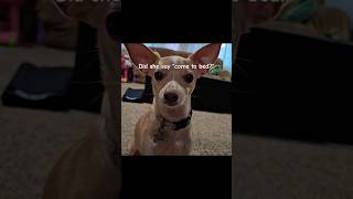 When sydney dont speak human in the garden chihuahuamix rescuedog shorts funny [upl. by Maureen587]