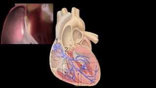 Corazón Anatomía y Fisiología [upl. by Roley]