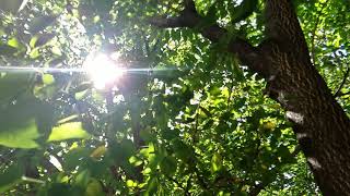 Free HD slow motion stock video  Sunlight in the trees [upl. by Nevram25]