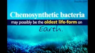 Information About Chemosynthetic Bacteria [upl. by Nosniv]