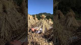 Is snoring wrong Are you afraid that I will catch a cold Rural funny video [upl. by Vergne86]