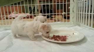 Cute Maltese Puppies  31 Days Old  Learning How To Eat [upl. by Sidney6]