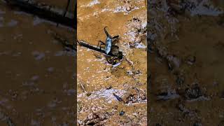 Water Scorpion nature wildlife scorpio shorts [upl. by Aehc]