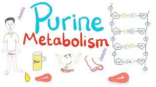 Purine Metabolism De Novo Salvage Degradation Uric Acid [upl. by Airret57]