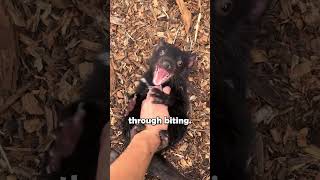 Tasmanian Devils Fight a Rare Contagious Cancer shorts animalfacts tasmaniandevil [upl. by Latona]