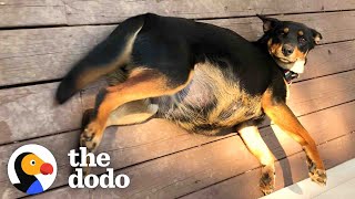 Pregnant Dog Raises An Incredible Amount of Puppies  The Dodo Foster Diaries [upl. by Arihay236]