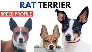 Rat Terrier Breed Profile History  Price  Traits  Rat Terrier Grooming Needs  Lifespan [upl. by Anzovin]