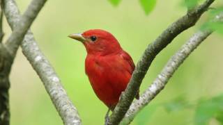 Summer Tanager — The Rosy Redbird [upl. by Kilbride86]