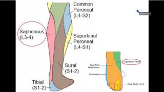 Femoral and Obturator Nerves  Dr Ahmed Farid [upl. by Dena]