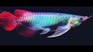 Best Top 10 Royal Grade Arowana Fish  Arowana Fish with Royal Colors  The Dragon Fish [upl. by Adnaloy]