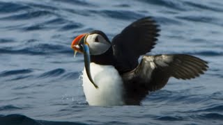 Puffin Hunts Fish To Feed Puffling  Blue Planet II  BBC Earth [upl. by Oringa]