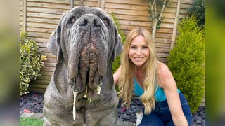 THE NEAPOLITAN MASTIFF  HUGE amp DANGEROUS GUARD DOG Mastino Napoletano [upl. by Atiuqel137]