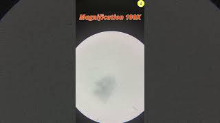 Yakult Yogurt Under The Microscope TULO  Microscope shorts the microscope yakult yogurt [upl. by Imak]